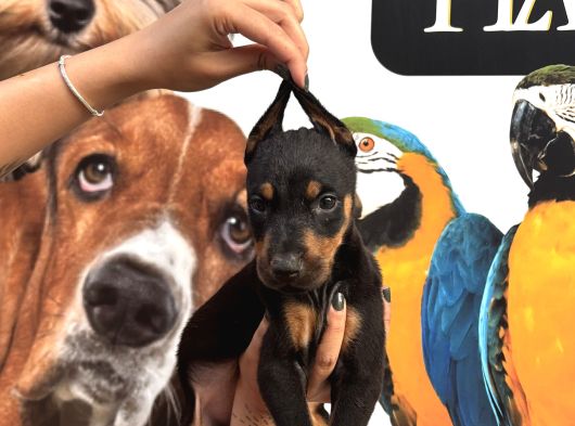 Irk Ve Sağlik Garanti̇li̇ Ki̇ng Doberman Yavrularim görsel