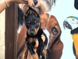 IRK VE SAĞLIK GARANTİLİ KİNG DOBERMAN YAVRULARIM