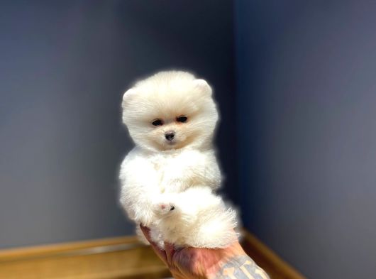 Ayı Surat Tecaup Kore Pomeranian Yavrumuz