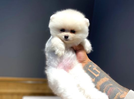 Ayı Surat Tecaup Kore Pomeranian Yavrumuz görsel