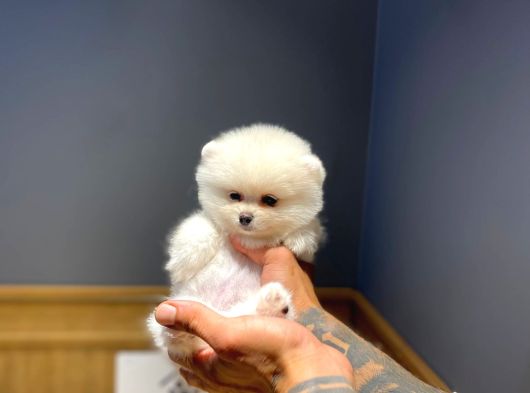 Ayı Surat Tecaup Kore Pomeranian Yavrumuz görsel