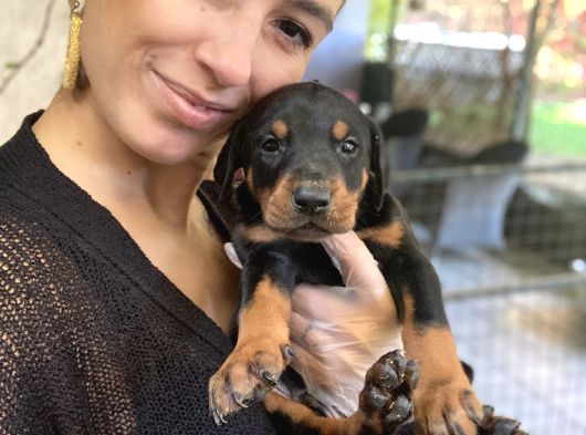 Doberman Yavrularım Sağlık Ve Irk Garantilşdş