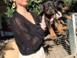 Doberman Yavrularım Sağlık Ve Irk Garantilşdş
