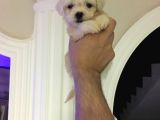 En Güzel Mini Boy A Kalite Kore Kan  Maltes Terrier Yavrular
