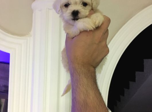En Güzel Mini Boy A Kalite Kore Kan  Maltes Terrier Yavrular görsel