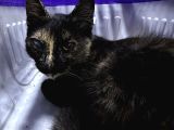 Muhtaç Di̇şi̇ Yavru Teki̇r Kedi̇ İçi̇n Aci̇l Yuva Araniyor