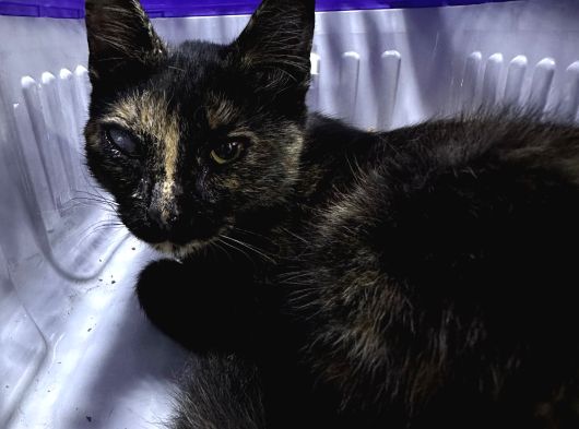 Muhtaç Di̇şi̇ Yavru Teki̇r Kedi̇ İçi̇n Aci̇l Yuva Araniyor görsel