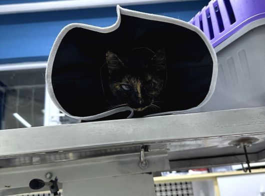Muhtaç Di̇şi̇ Yavru Teki̇r Kedi̇ İçi̇n Aci̇l Yuva Araniyor görsel