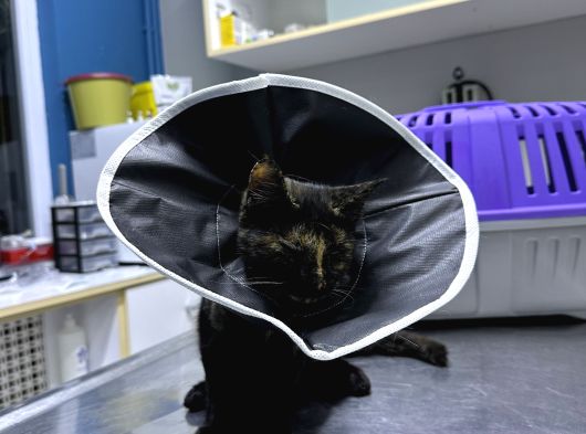 Muhtaç Di̇şi̇ Yavru Teki̇r Kedi̇ İçi̇n Aci̇l Yuva Araniyor görsel