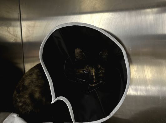 Muhtaç Di̇şi̇ Yavru Teki̇r Kedi̇ İçi̇n Aci̇l Yuva Araniyor görsel