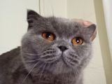 Sahiplendireceğim Arı ırk BRİTSH SHORTHAİR kedi