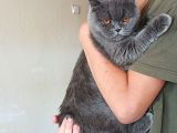 Sahiplendireceğim Arı Irk Bri̇tsh Shorthai̇r Kedi