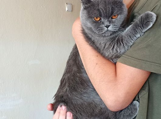 Sahiplendireceğim Arı Irk Bri̇tsh Shorthai̇r Kedi görsel
