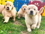 BABY FACE GOLDEN YAVRULARIM