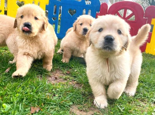 Baby Face Golden Yavrularim
