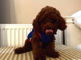 Muhteşem Toypoodle Bebekler