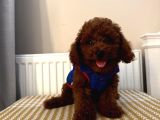 Muhteşem Toypoodle Bebekler