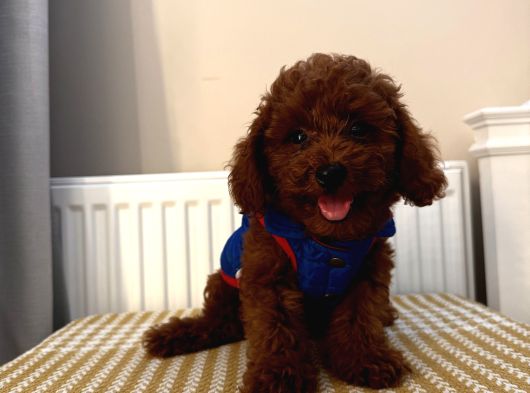 Muhteşem Toypoodle Bebekler görsel