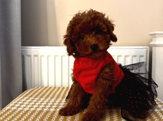 Muhteşem Toypoodle Bebekler görsel
