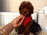 Muhteşem Toypoodle Bebekler