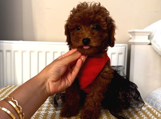 Muhteşem Toypoodle Bebekler görsel