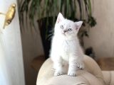 Üst Düzey Güzelli̇kte Bri̇ti̇sh Shorthai̇r Yavrum