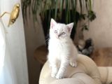 ÜST DÜZEY GÜZELLİKTE BRİTİSH SHORTHAİR YAVRUM