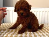 Muhteşem Toypoodle Bebekler