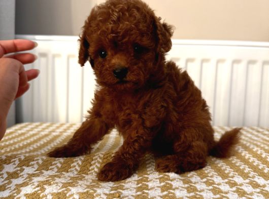 Muhteşem Toypoodle Bebekler görsel