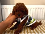 Muhteşem Toypoodle Bebekler