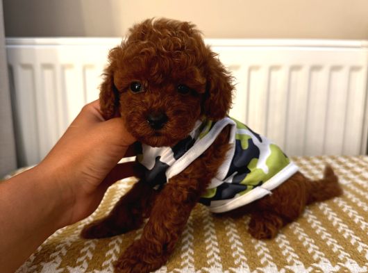 Muhteşem Toypoodle Bebekler görsel