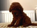 Muhteşem Toypoodle Bebekler