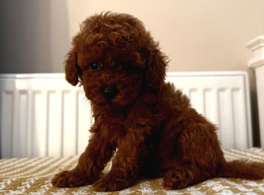 Muhteşem Toypoodle Bebekler görsel