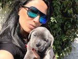 Cane Corso Yavruşarım Sağlık Ve Irk Garantilid
