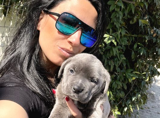 Cane Corso Yavruşarım Sağlık Ve Irk Garantilid görsel