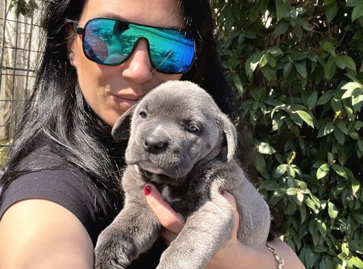 Cane Corso Yavruşarım Sağlık Ve Irk Garantilid