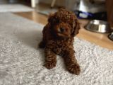 Kore Kan Toy Poodle Yavrularim