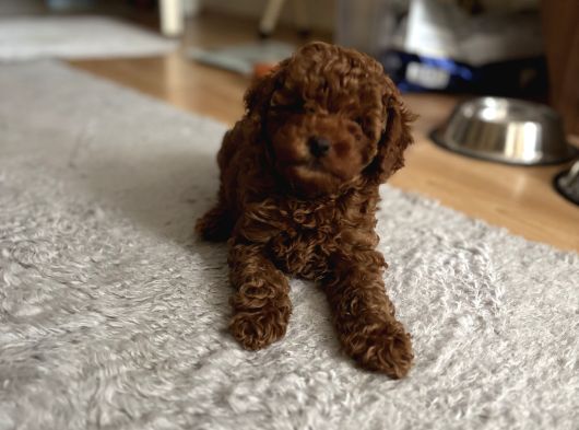 Kore Kan Toy Poodle Yavrularim görsel