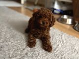 Kore Kan Toy Poodle Yavrularim