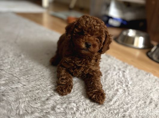 Kore Kan Toy Poodle Yavrularim görsel