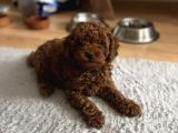 Kore Kan Toy Poodle Yavrularim