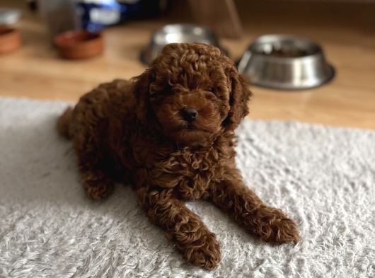 Kore Kan Toy Poodle Yavrularim görsel