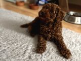 Kore Kan Toy Poodle Yavrularim