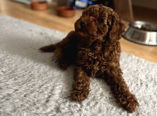 Kore Kan Toy Poodle Yavrularim görsel
