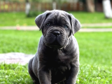 IRK VE SAĞLIK GARANTİLİ CANE CORSO YAVRULARIM