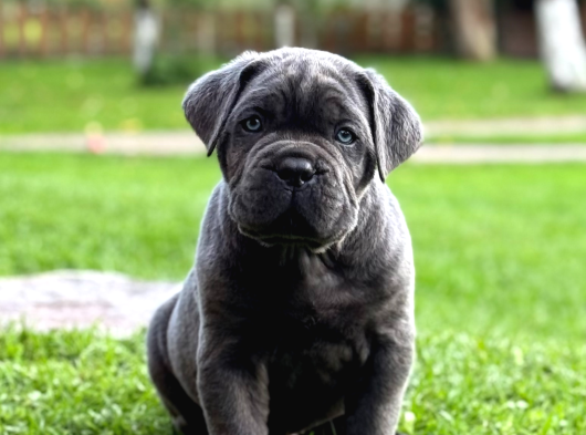 Irk Ve Sağlik Garanti̇li̇ Cane Corso Yavrularim