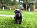 Irk Ve Sağlik Garanti̇li̇ Cane Corso Yavrularim