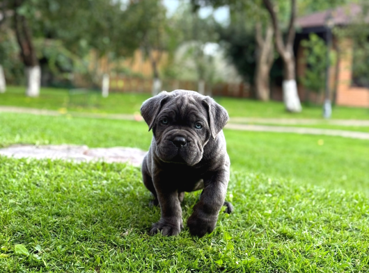 Irk Ve Sağlik Garanti̇li̇ Cane Corso Yavrularim görsel