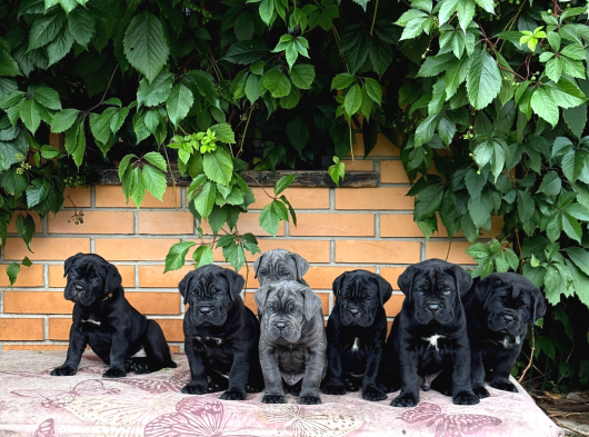 Irk Ve Sağlik Garanti̇li̇ Cane Corso Yavrularim görsel
