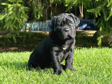Irk Ve Sağlik Garanti̇li̇ Cane Corso Yavrularim